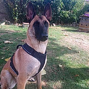 Mila Des Beaucemalous a rejoint le concours — aidez-le/la à gagner de superbes lots ! belgian_shepherd, belgian_shepherd_malinois, carnivoran, dog, dog_breed, dog_breed_group, dog_like_mammal, east_european_shepherd, german_shepherd_dog, king_shepherd, kunming_wolfdog, snout, tervuren