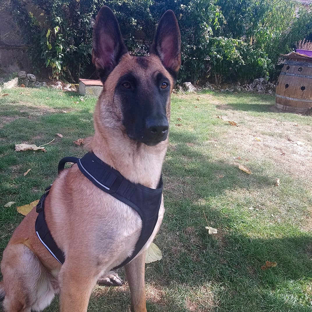 Mila Des Beaucemalous