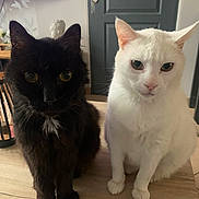 Chimay Et Zazou a rejoint le concours — aidez-le/la à gagner de superbes lots ! cat, black_cat, white_cat, pets, indoor, table, wooden_table, feline, animal, cute, domestic_animal, sitting, face, eyes, ears, fur, home, door, television, looking