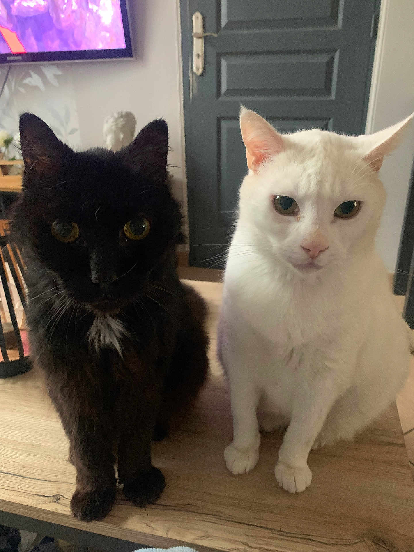 Chimay Et Zazou a rejoint le concours — aidez-le/la à gagner de superbes lots ! cat, black_cat, white_cat, pets, indoor, table, wooden_table, feline, animal, cute, domestic_animal, sitting, face, eyes, ears, fur, home, door, television, looking