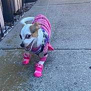 Nelly joined the competition — help win amazing prizes! dog, chihuahua, pink_sweater, pink_boots, leash, harness, sidewalk, concrete, pavement, small_dog, outdoors, excited, teeth_showing, white_and_brown, standing, walking, urban, close_up, pet_accessory, playful