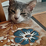 Kaira participe au concours pour gagner de l'argent avec cette photo : animal, blue, brown, cat, closeup, cute, domestic, face, feline, floral, head, indoor, pattern, pet, relaxed, resting, sleepy, table, whiskers, wood
