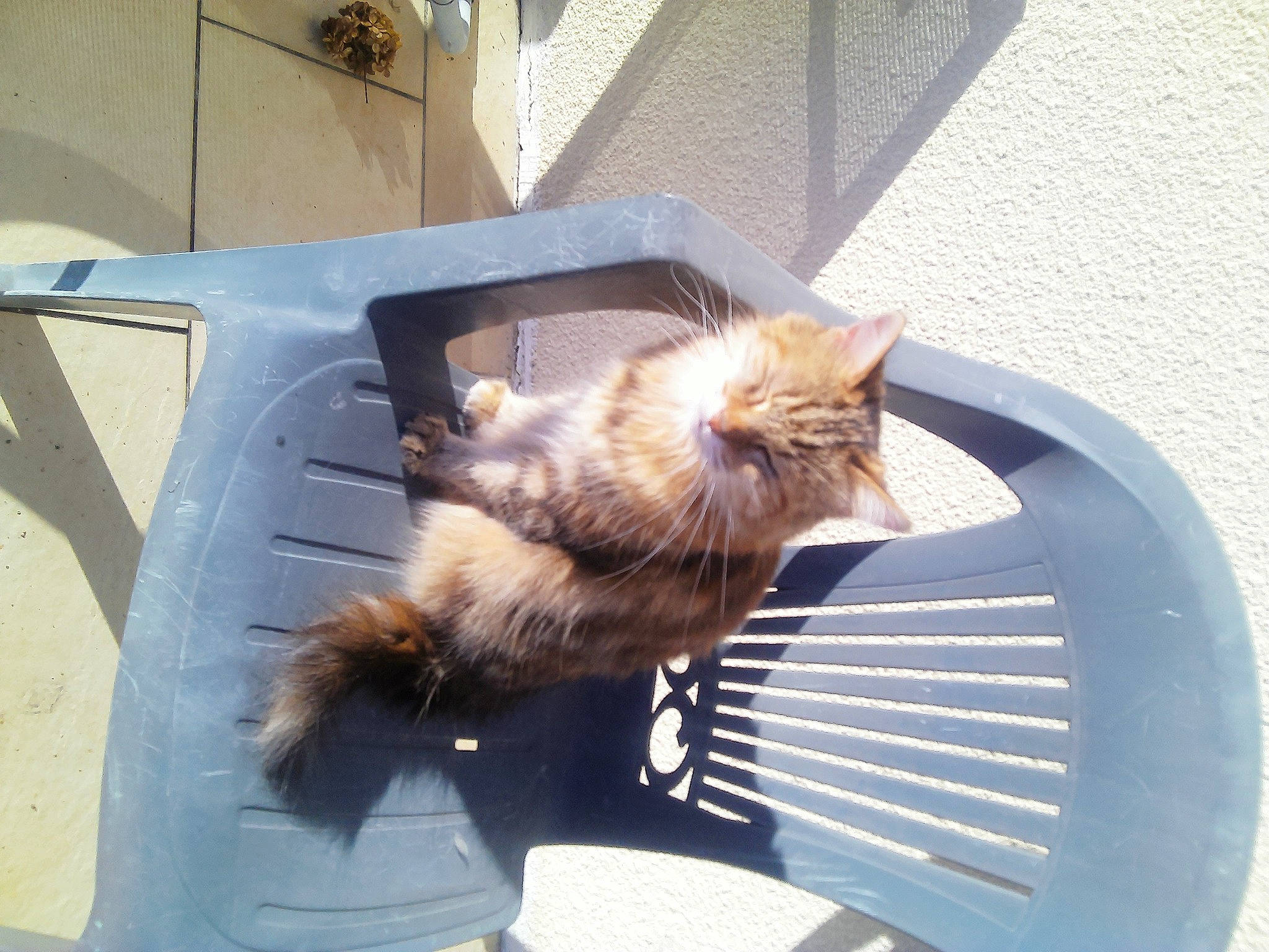 Boulette participe au concours pour gagner de l'argent avec cette photo : canidae, carnivore, cat, claw, companion_dog, domestic_short_haired_cat, fawn, felidae, fur, outdoor_furniture, paw, road_surface, small_to_medium_sized_cats, sporting_group, tail, terrestrial_animal, whiskers, window, windshield, wood