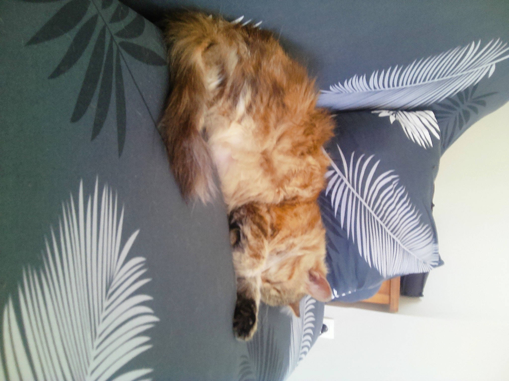 Boulette a rejoint le concours — aidez-le/la à gagner de superbes lots ! accipitridae, accipitriformes, beak, bird, bird_of_prey, buzzard, carnivore, companion_dog, dog_breed, eagle, falconiformes, fawn, feather, felidae, fur, liver, sea_eagle, small_to_medium_sized_cats, tail, wing