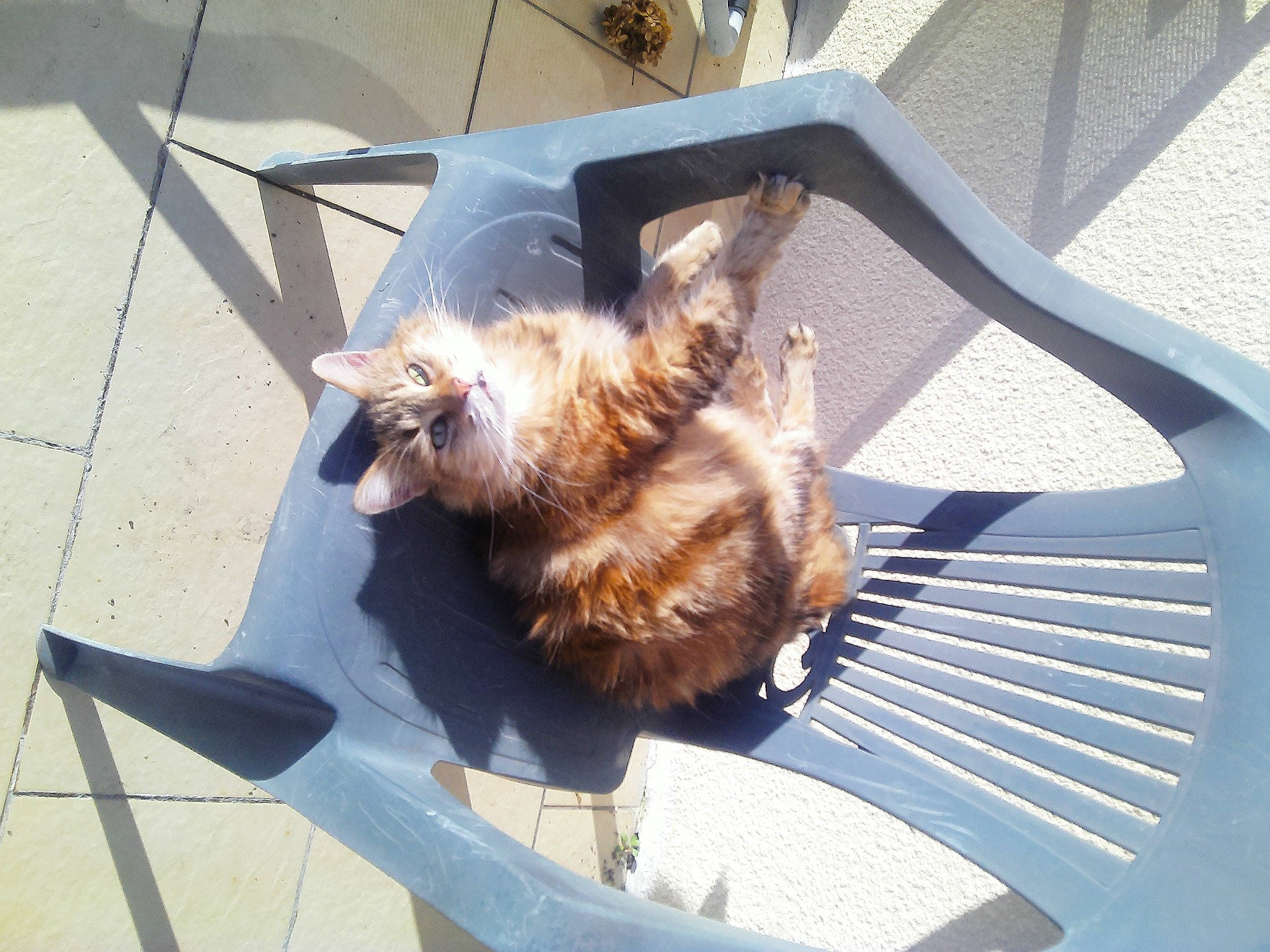 Boulette a rejoint le concours — aidez-le/la à gagner de superbes lots ! carnivore, cat, claw, comfort, companion_dog, dog_breed, domestic_short_haired_cat, fawn, felidae, fur, leash, paw, shadow, small_to_medium_sized_cats, tail, terrestrial_animal, vehicle, whiskers