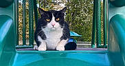 Dexter is registered to the contest to win money with this photo: cat, black_and_white_cat, animal, pet, playground, slide, outdoor, nature, trees, greenery, park, feline, cute, animal_portrait, whiskers, ears, paws, daylight, resting, looking