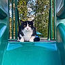 cat, black_and_white_cat, animal, pet, playground, slide, outdoor, nature, trees, greenery, park, feline, cute, animal_portrait, whiskers, ears, paws, daylight, resting, looking