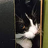 Dexter is registered to the contest to win money with this photo: cat, black_and_white, whiskers, peeking, curious, face, amber_eyes, narrow_gap, dark_background, feline, animal, pet, indoor, closeup, portrait, fur, muzzle, nose, ears, quiet