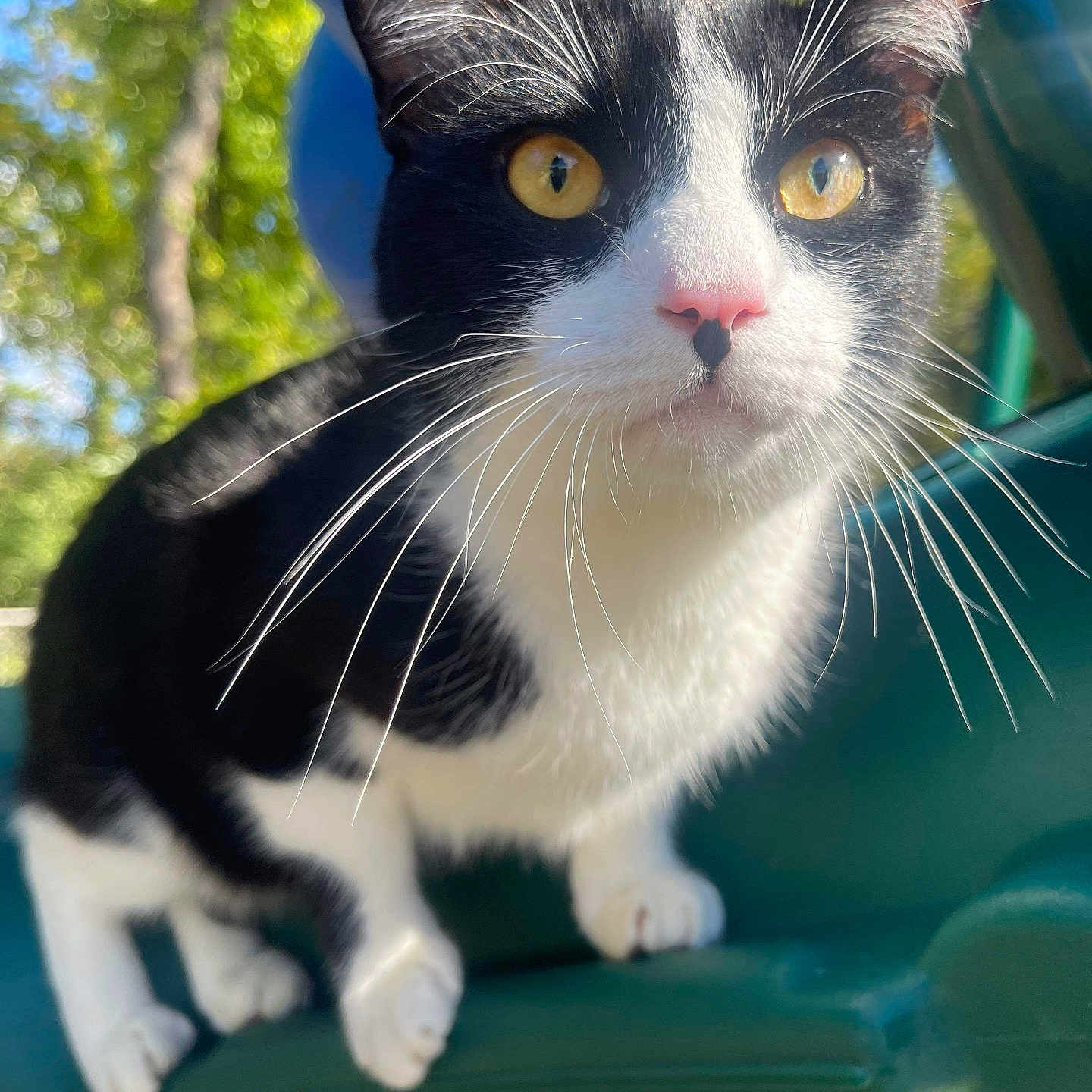 Dexter is registered to the contest to win money with this photo: cat, black_and_white, yellow_eyes, whiskers, close_up, outdoor, daylight, nature, green_background, curious, pet, animal, feline, portrait, focused, ears, pink_nose, fur, sitting, playful