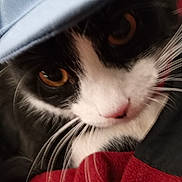 Dexter joined the competition — help win amazing prizes! cat, black_and_white, close_up, whiskers, amber_eyes, fabric, blanket, pet, animal, cute, fur, face, eyes, resting, cozy, indoor, soft, texture, curious, domestic_cat