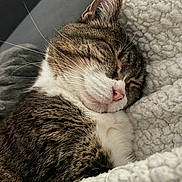 Moumi a rejoint le concours — aidez-le/la à gagner de superbes lots ! cat, sleeping, tabby, whiskers, blanket, cozy, close_up, pet, feline, fur, pink_nose, ears, couch, pillow, relaxed, indoor, nap, portrait, soft_texture, contentment