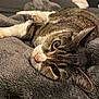 cat, tabby_cat, pet, close_up, blanket, sofa, cushion, fur, whiskers, nose, paw, relaxed, sleepy, cozy, indoor, home, portrait, eye, grey, texture