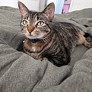 Leeloux is registered to the contest to win money with this photo: cat, tabby_cat, pet, animal, feline, whiskers, green_eyes, collar, indoor, bed, blanket, cozy, fur, resting, lying_down, cute, domestic_animal, soft_texture, close_up, calm