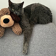 Bella is registered to the contest to win money with this photo: animal, cat, companion, couch, cozy, cute, domestic_animal, feline, furniture, gray_cat, gray_couch, green_eyes, indoor, paw, pet, plush_toy, relaxed, resting, soft_texture, stuffed_dog