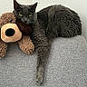 animal, cat, companion, couch, cozy, cute, domestic_animal, feline, furniture, gray_cat, gray_couch, green_eyes, indoor, paw, pet, plush_toy, relaxed, resting, soft_texture, stuffed_dog