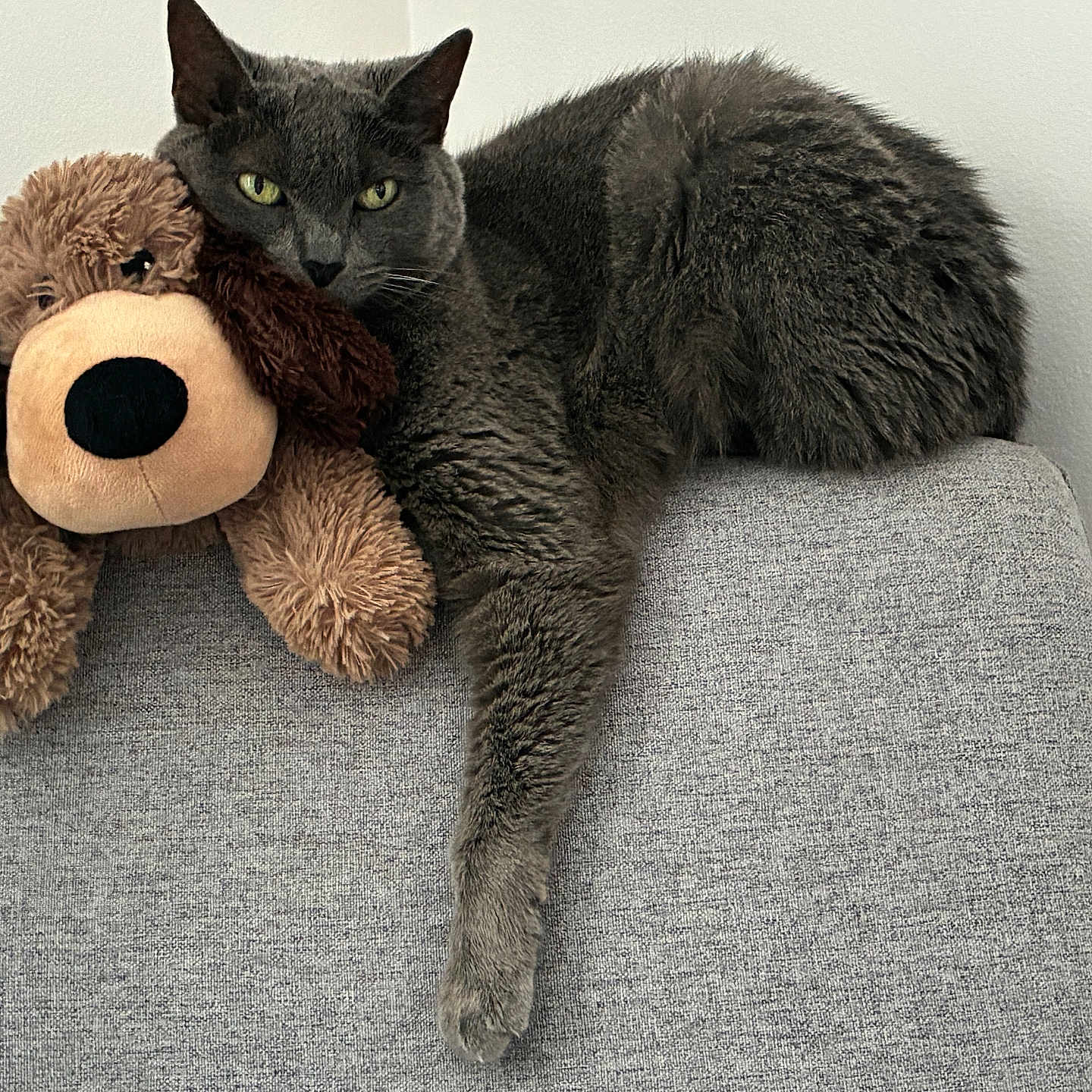 Bella