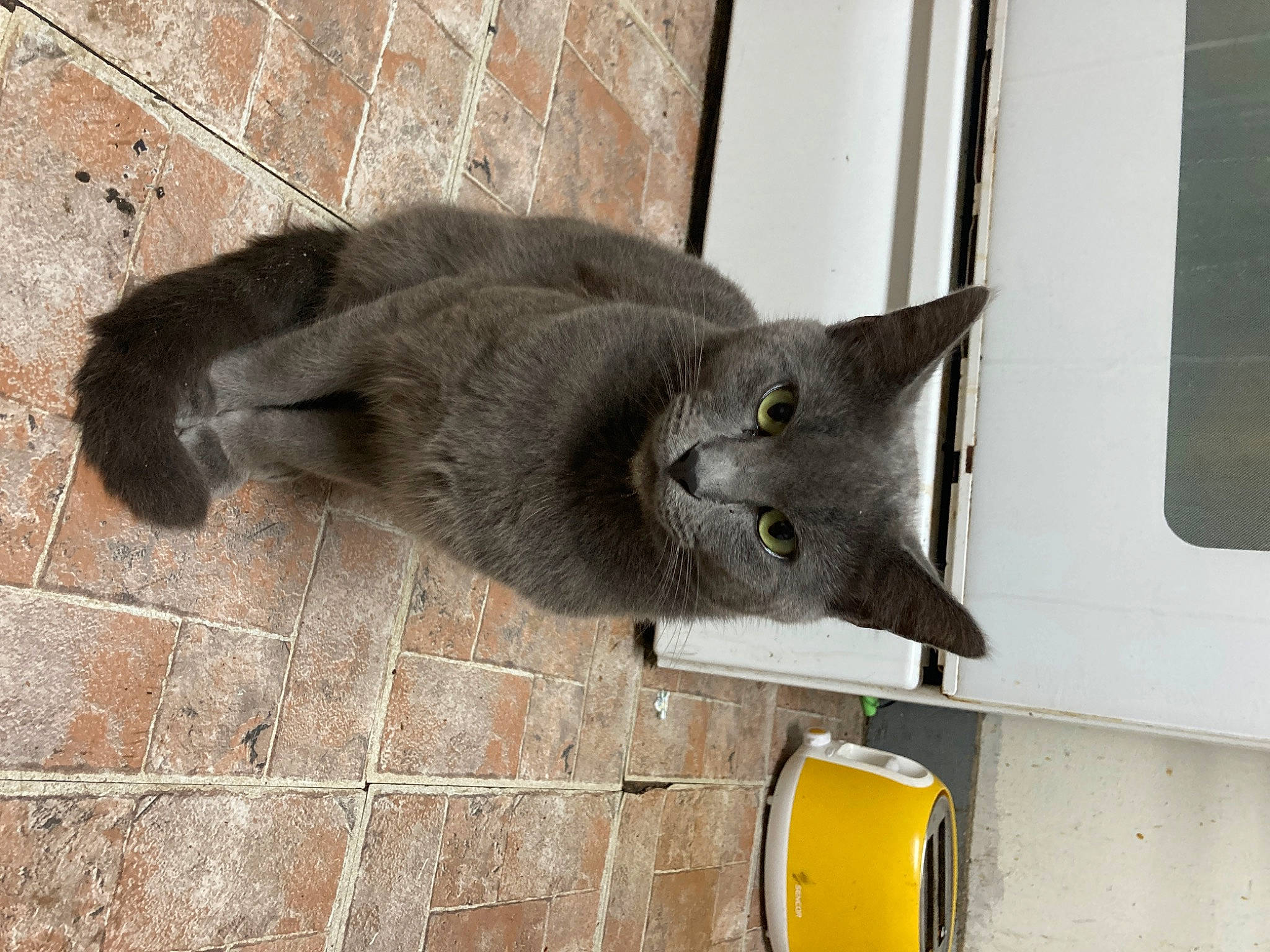 Forest joined the competition — help win amazing prizes! carnivore, cat, domestic_short_haired_cat, felidae, fur, grey, plant, russian_blue, small_to_medium_sized_cats, snout, tail, terrestrial_animal, whiskers, window