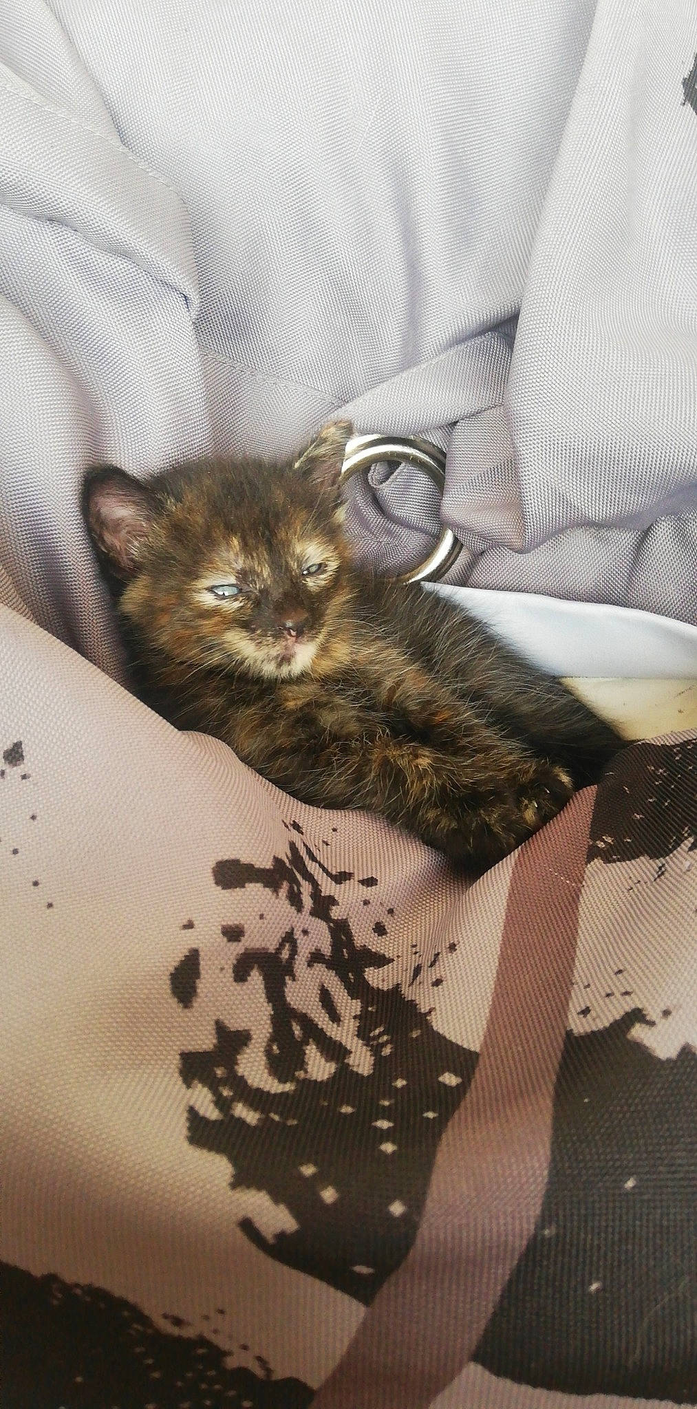 Kira participe au concours pour gagner de l'argent avec cette photo : carnivore, cat, claw, comfort, couch, domestic_short_haired_cat, fawn, felidae, fur, grey, linens, pattern, paw, room, small_to_medium_sized_cats, tail, textile, whiskers, wood