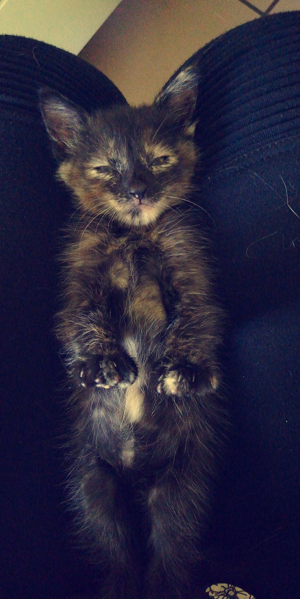 Kira participe au concours pour gagner de l'argent avec cette photo : carnivore, cat, claw, darkness, domestic_short_haired_cat, electric_blue, felidae, fur, meteorological_phenomenon, paw, plant, small_to_medium_sized_cats, snout, tail, terrestrial_animal, whiskers