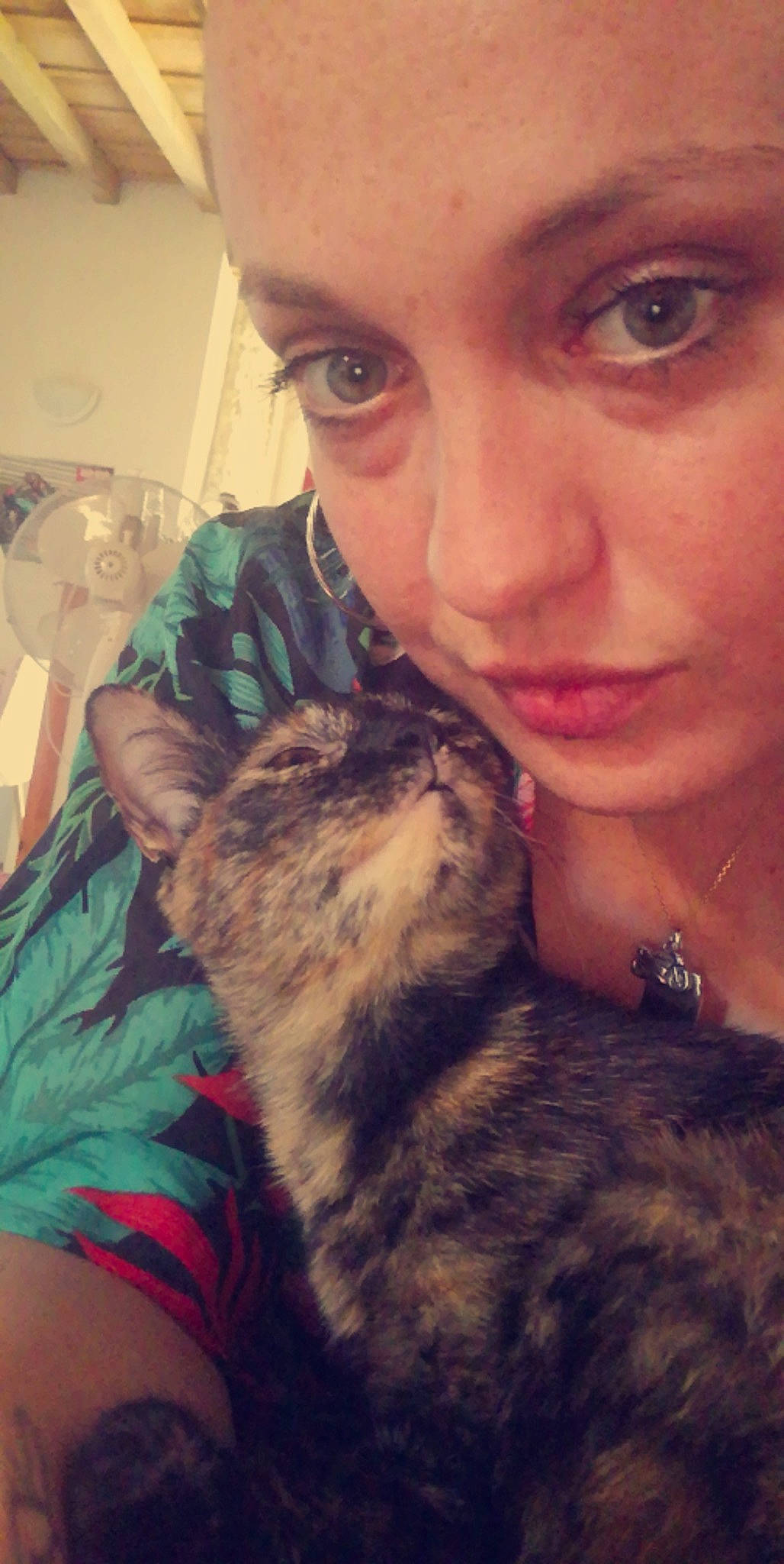 Kira a rejoint le concours — aidez-le/la à gagner de superbes lots ! carnivore, cat, cool, ear, eye, eyelash, fawn, felidae, finger, gesture, happy, iris, jaw, mouth, neck, nose, organ, skin, small_to_medium_sized_cats, whiskers