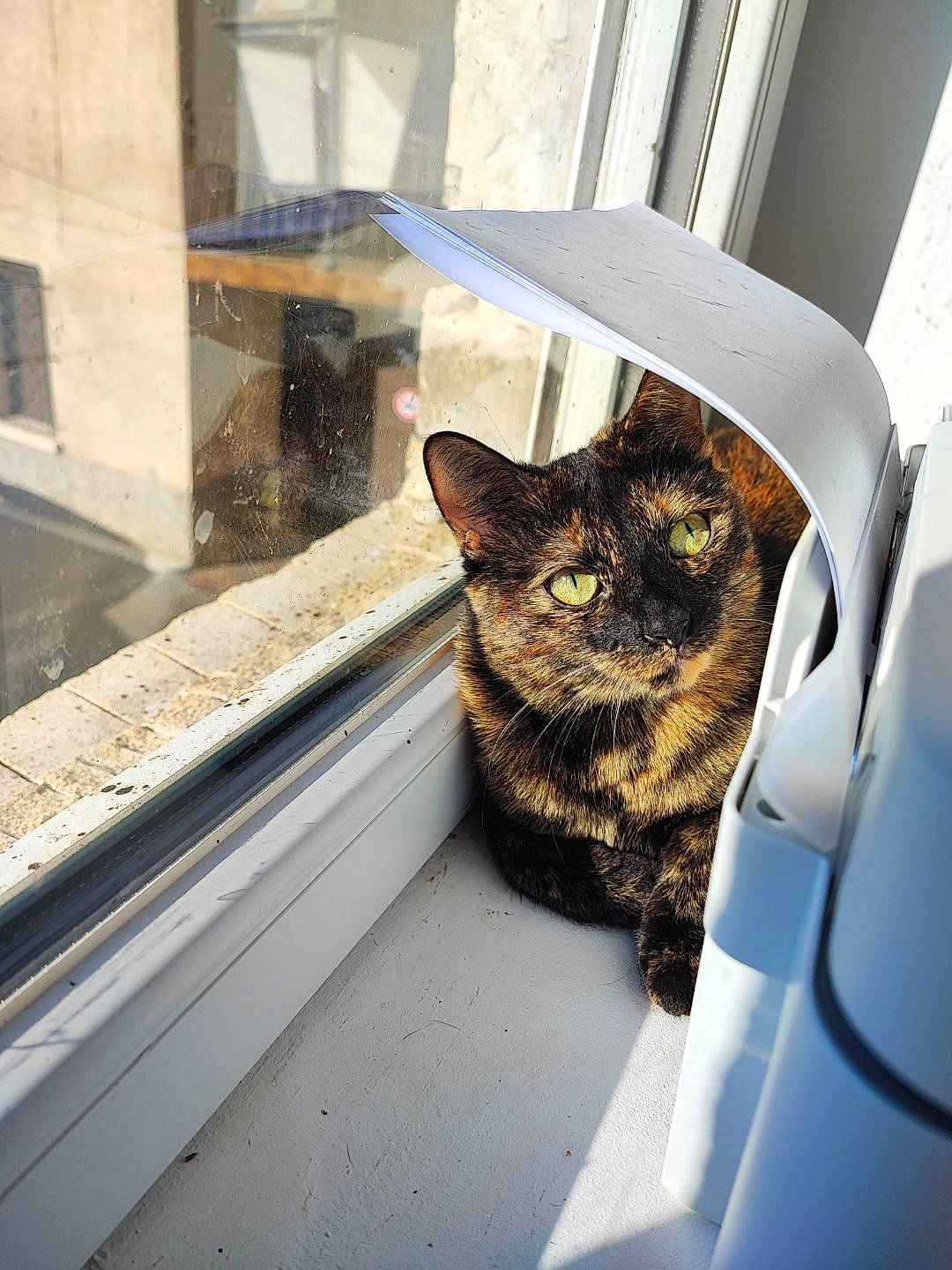 Kira participe au concours pour gagner de l'argent avec cette photo : automotive_exterior, carnivore, cat, comfort, domestic_short_haired_cat, door, felidae, fur, mammal, metal, motor_vehicle, plant, small_to_medium_sized_cats, tints_and_shades, vehicle, vehicle_door, whiskers, window, windshield, wood