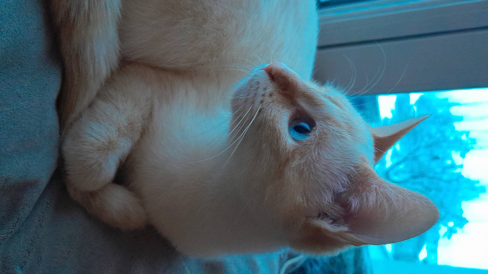 Neige participe au concours pour gagner de l'argent avec cette photo : cow_goat_family, domestic_rabbit, ear, electric_blue, fawn, fur, goat, goats, livestock, rabbits_and_hares, rodent, snout, terrestrial_animal, whiskers, wildlife, working_animal, wrinkle