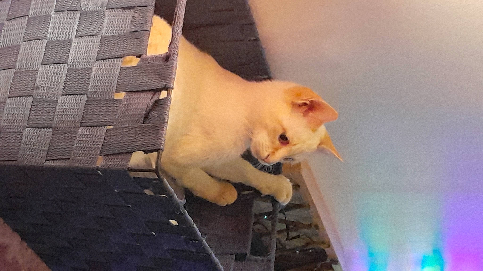 Neige a rejoint le concours — aidez-le/la à gagner de superbes lots ! canidae, carnivore, cat, claw, domestic_short_haired_cat, fawn, felidae, flooring, fur, mesh, metal, pattern, paw, small_to_medium_sized_cats, tail, whiskers, wood