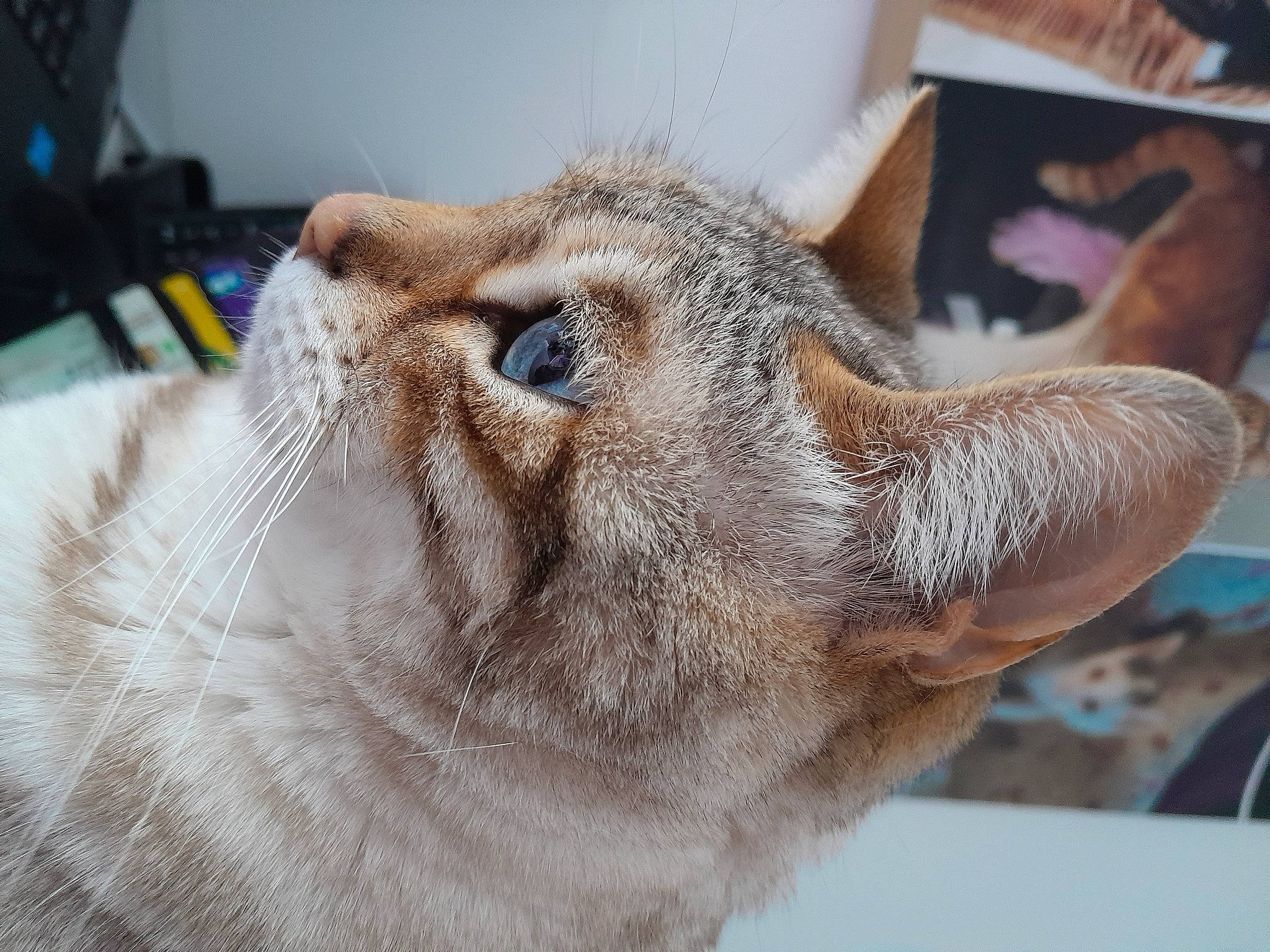 Marjorie participe au concours pour gagner de l'argent avec cette photo : carnivore, cat, claw, comfort, domestic_short_haired_cat, fang, fawn, felidae, fur, paw, small_to_medium_sized_cats, snout, tail, terrestrial_animal, whiskers