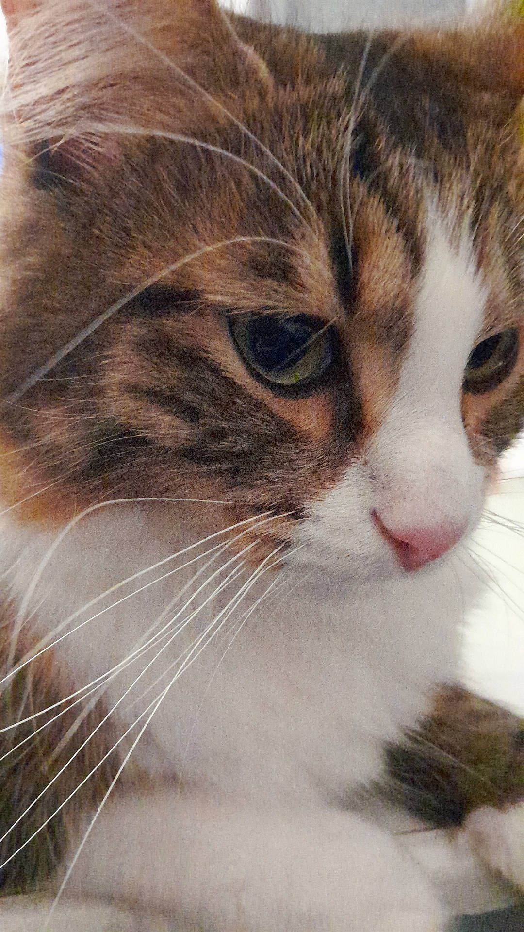 Dorloty participe au concours pour gagner de l'argent avec cette photo : abyssinian, angora, animal, cat, kitten, manx, pet, siamese, snout