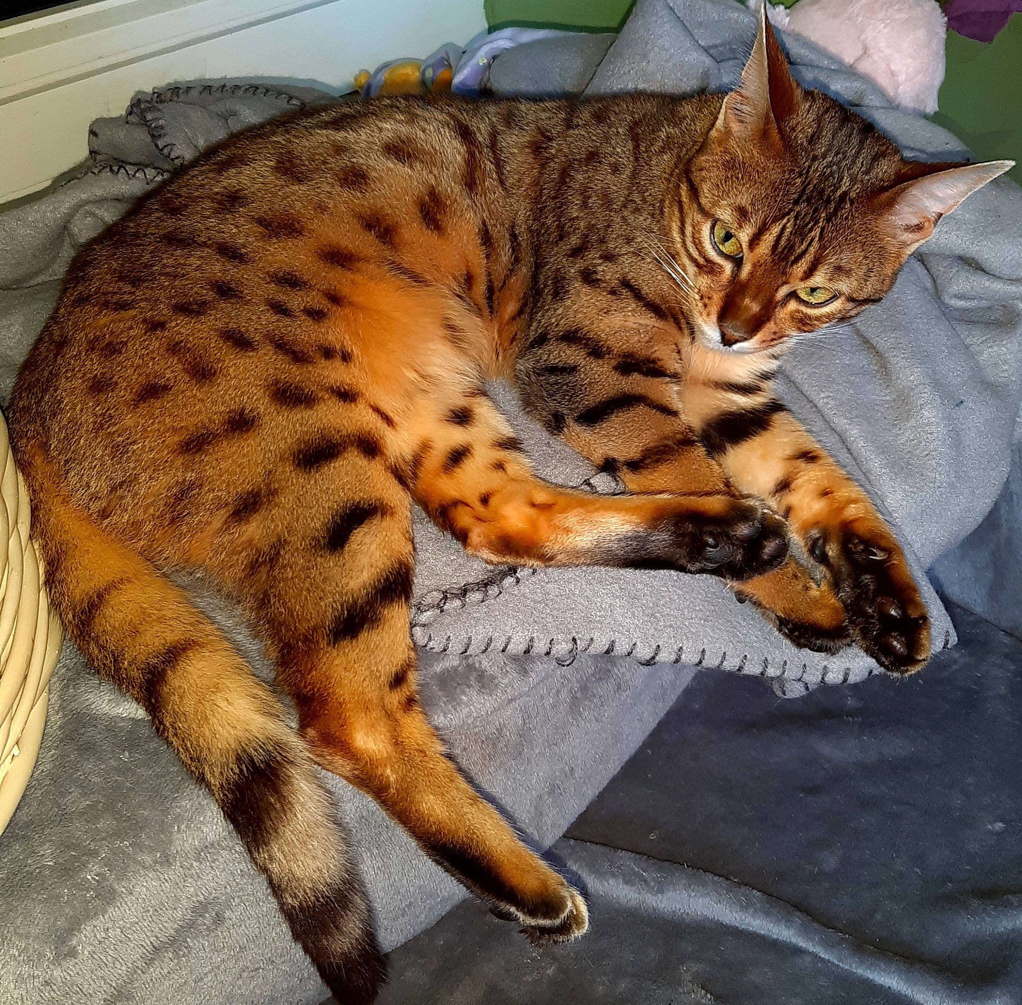 Ruby a rejoint le concours — aidez-le/la à gagner de superbes lots ! big_cats, carnivore, cat, cat_supply, claw, comfort, domestic_short_haired_cat, eye, felidae, fur, head, ocelot, paw, sitting, small_to_medium_sized_cats, snout, tail, terrestrial_animal, whiskers, wildlife