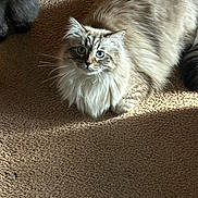 Baxter joined the competition — help win amazing prizes! animal, blue_eyes, carpet, cat, companion, cozy, cute, domestic, feline, fluffy, fur, home, indoor, mammal, pet, relaxed, resting, shadow, sunlight, whiskers