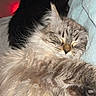 Baxter is registered to the contest to win money with this photo: animal, bed, blanket, calm, cat, closeup, comfort, cozy, cute, fluffy, fur, furry, indoor, paw, pet, relaxing, resting, sleeping, soft, tabby