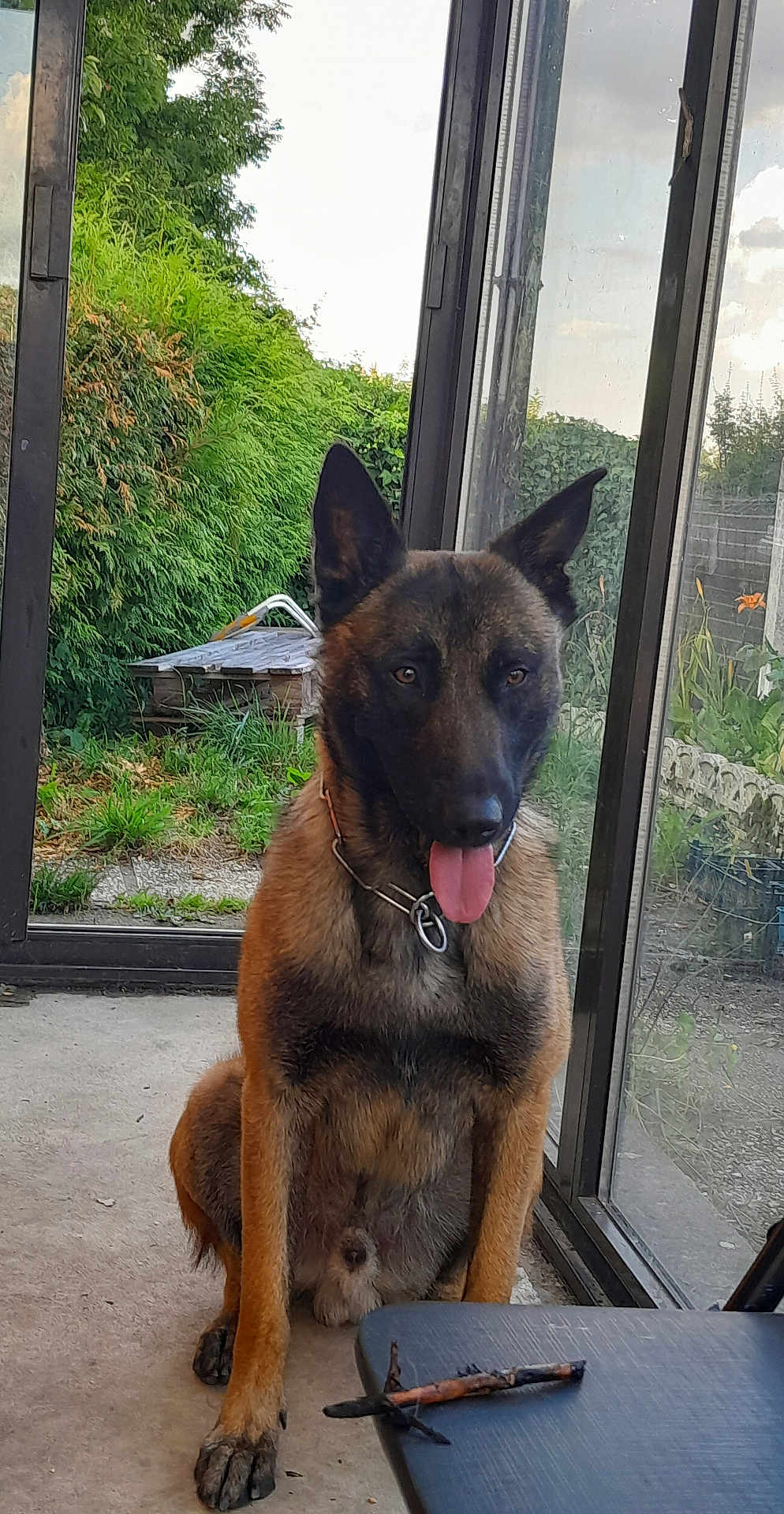 Darko a rejoint le concours — aidez-le/la à gagner de superbes lots ! dog, belgian_malinois, sitting, indoor, glass_door, tongue_out, curious, stick, table, garden, greenery, pet, canine, animal, fur, ears, collar, floor, window, daylight