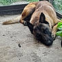 Darko participe au concours pour gagner de l'argent avec cette photo : dog, german_shepherd, sleeping, resting, concrete_floor, window, glass, greenery, plant, potted_plant, indoors, animal, pet, canine, relaxation, quiet, peaceful, fur, ears, tail