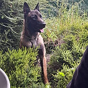Darko participe au concours pour gagner de l'argent avec cette photo : dog, belgian_malinois, animal, pet, outdoor, greenery, bushes, leafy, nature, tongue_out, alert, collar, canine, fur, garden, watchful, plant, summer, daylight, domestic