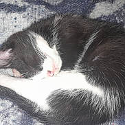 Pinceau participe au concours pour gagner de l'argent avec cette photo : kitten, cat, sleeping, black_and_white, fur, whiskers, nose, blanket, cozy, curled_up, pet, animal, resting, cute, feline, close_up, soft, peaceful, domestic_cat, nap