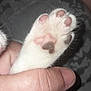 Pinceau a rejoint le concours — aidez-le/la à gagner de superbes lots ! kitten, paw, paw_pads, hand, white_fur, close_up, pet, animal, cute, feline, soft, tiny, pink, brown, fur, claw, domestic_animal, touch, holding, background_blur