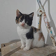 Tweeny a rejoint le concours — aidez-le/la à gagner de superbes lots ! kitten, calico, cat, animal, pet, feline, indoor, wooden_surface, metal_structure, curious, young, small, fur, whiskers, ears, sitting, closeup, domestic, cute, portrait