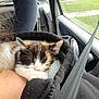 Tweeny a rejoint le concours — aidez-le/la à gagner de superbes lots ! kitten, calico, sleeping, cat, furry, animal, pet, cozy, jacket, car, seatbelt, window, fleece, resting, travel, indoor, closeup, soft, cute, companion