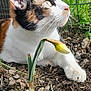 cat, calico, animal, pet, garden, flower, yellow_flower, plant, soil, earth, outdoor, nature, curious, whiskers, paw, closeup, greenery, fur, relaxed, daylight