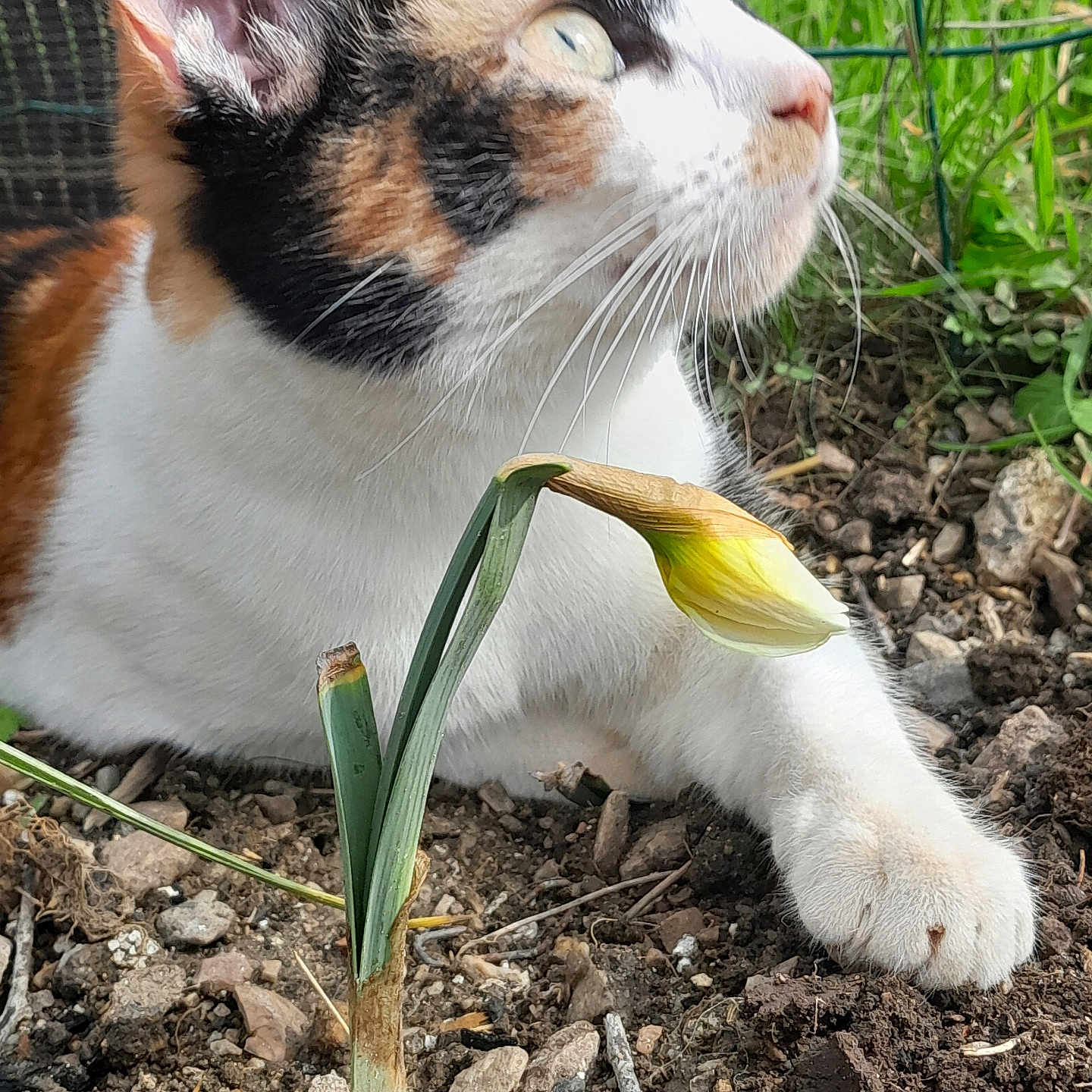 Tweeny a rejoint le concours — aidez-le/la à gagner de superbes lots ! animal, calico, cat, closeup, curious, daylight, earth, flower, fur, garden, greenery, nature, outdoor, paw, pet, plant, relaxed, soil, whiskers, yellow_flower