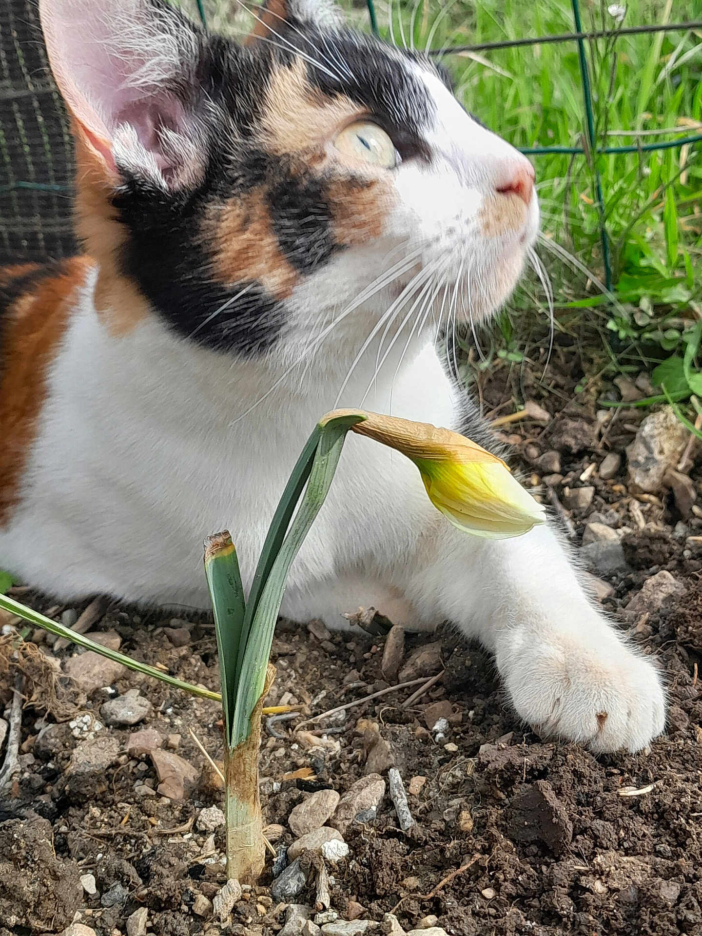 Tweeny a rejoint le concours — aidez-le/la à gagner de superbes lots ! cat, calico, animal, pet, garden, flower, yellow_flower, plant, soil, earth, outdoor, nature, curious, whiskers, paw, closeup, greenery, fur, relaxed, daylight