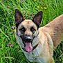 Maja participe au concours pour gagner de l'argent avec cette photo : dog, animal, outdoor, grass, wildflowers, nature, pet, canine, happy, tongue_out, ears_up, collar, brown_fur, greenery, summer, field, playful, closeup, portrait, daylight