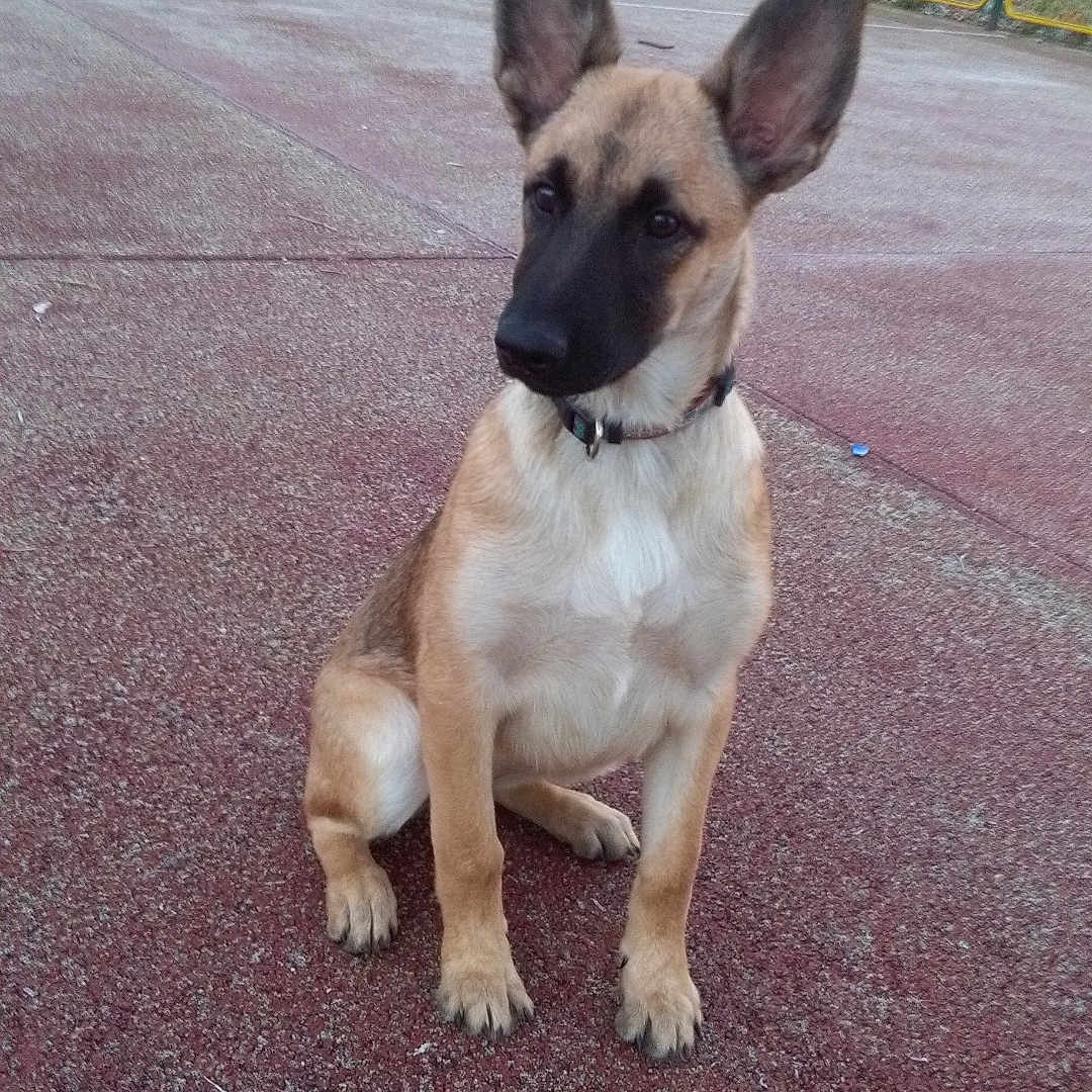 Maja a rejoint le concours — aidez-le/la à gagner de superbes lots ! animal, attention, collar, court, daylight, dog, ears, fence, goalpost, ground, nature, outdoor, park, pet, playful, puppy, sitting, texture, trees, young