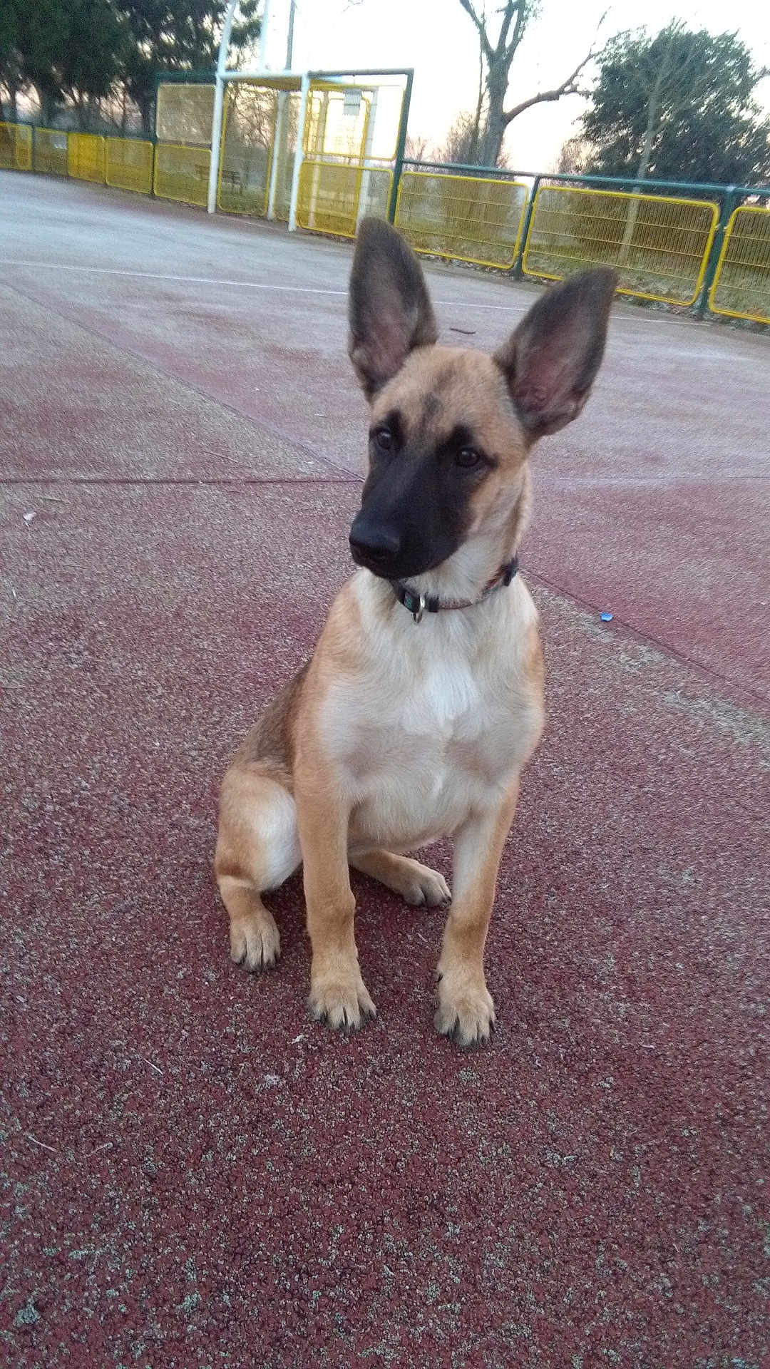Maja a rejoint le concours — aidez-le/la à gagner de superbes lots ! dog, puppy, outdoor, court, goalpost, fence, ears, sitting, attention, pet, animal, young, collar, ground, texture, park, trees, daylight, nature, playful