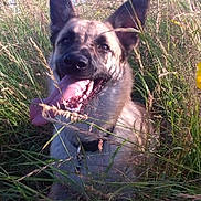Maja participe au concours pour gagner de l'argent avec cette photo : dog, tongue_out, grass, nature, outdoor, sunlight, happy, canine, field, summer, pet, animal, ears, brown_fur, playful, collar, cheerful, snout, relaxed, daylight