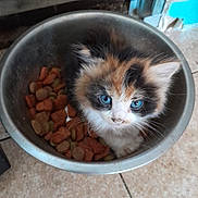 Cléo participe au concours pour gagner de l'argent avec cette photo : kitten, cat, calico, blue_eyes, food_bowl, dry_food, pet, animal, feline, cute, indoor, floor, curious, small, fur, whiskers, domestic, playful, young, closeup