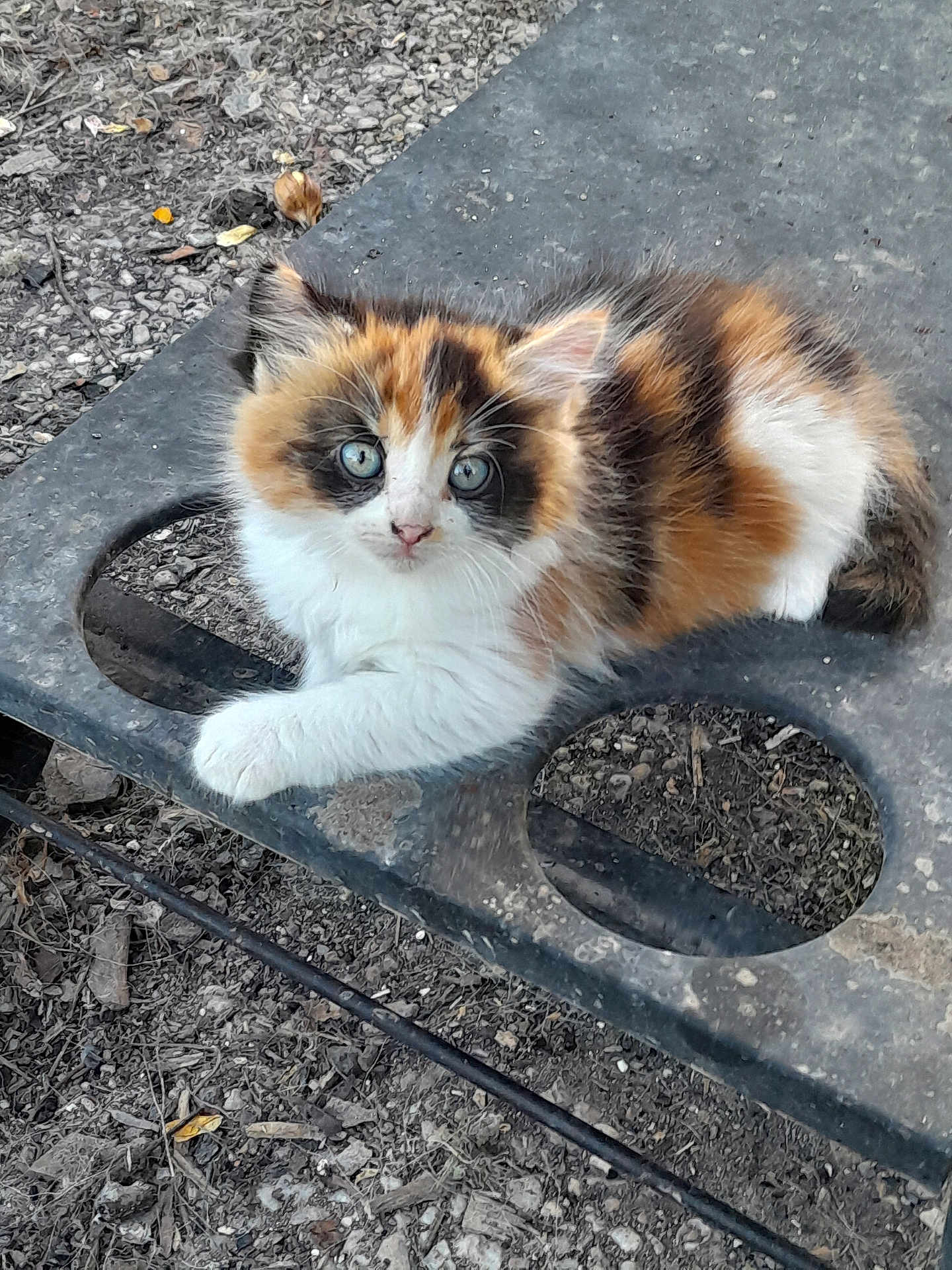 Cléo participe au concours pour gagner de l'argent avec cette photo : kitten, calico, cat, blue_eyes, fluffy, outdoor, metal_surface, rustic, curious, animal, pet, young, fur, whiskers, paw, nature, ground, small_debris, relaxing, close_up