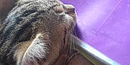Léon participe au concours pour gagner de l'argent avec cette photo : animal, calm, carpet, cat, close_up, cozy, ear, fur, indoor, paper, pet, purple_folder, quiet, relaxation, resting, sleeping, soft_light, tabby, texture, whiskers