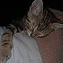 Léon participe au concours pour gagner de l'argent avec cette photo : kitten, cat, sleeping, paw, fur, striped, tabby, blanket, fabric, cozy, resting, cute, pet, animal, indoor, soft, closeup, whiskers, relaxing, peaceful